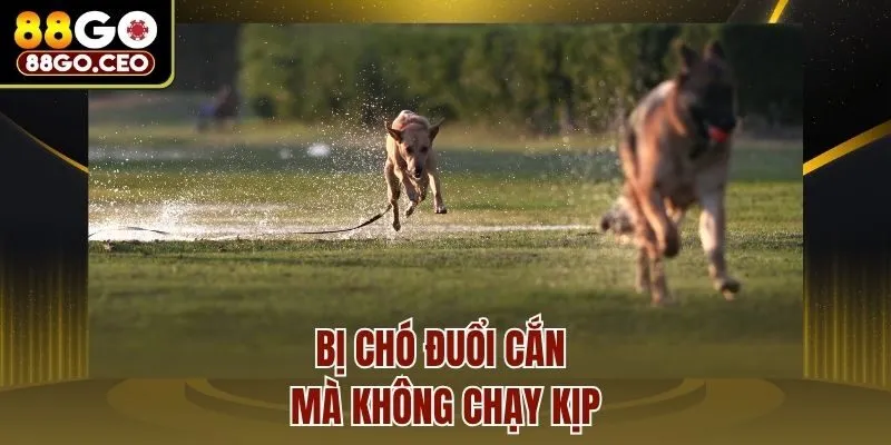 Nằm Mơ Chó Cắn Là Điềm Gì? Hé Lộ Ý Nghĩa Tâm Linh Và Thực Tế 3 Bị chó đuổi cắn mà không chạy kịp
