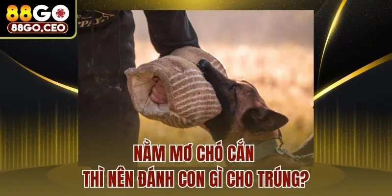 Nằm Mơ Chó Cắn Là Điềm Gì? Hé Lộ Ý Nghĩa Tâm Linh Và Thực Tế 4 Nằm mơ chó cắn thì nên đánh con gì cho trúng?