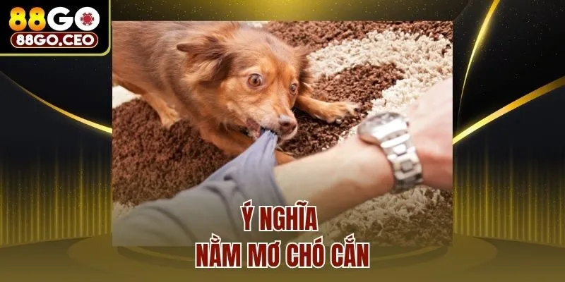 Nằm Mơ Chó Cắn Là Điềm Gì? Hé Lộ Ý Nghĩa Tâm Linh Và Thực Tế 2 Ý nghĩa nằm mơ chó cắn